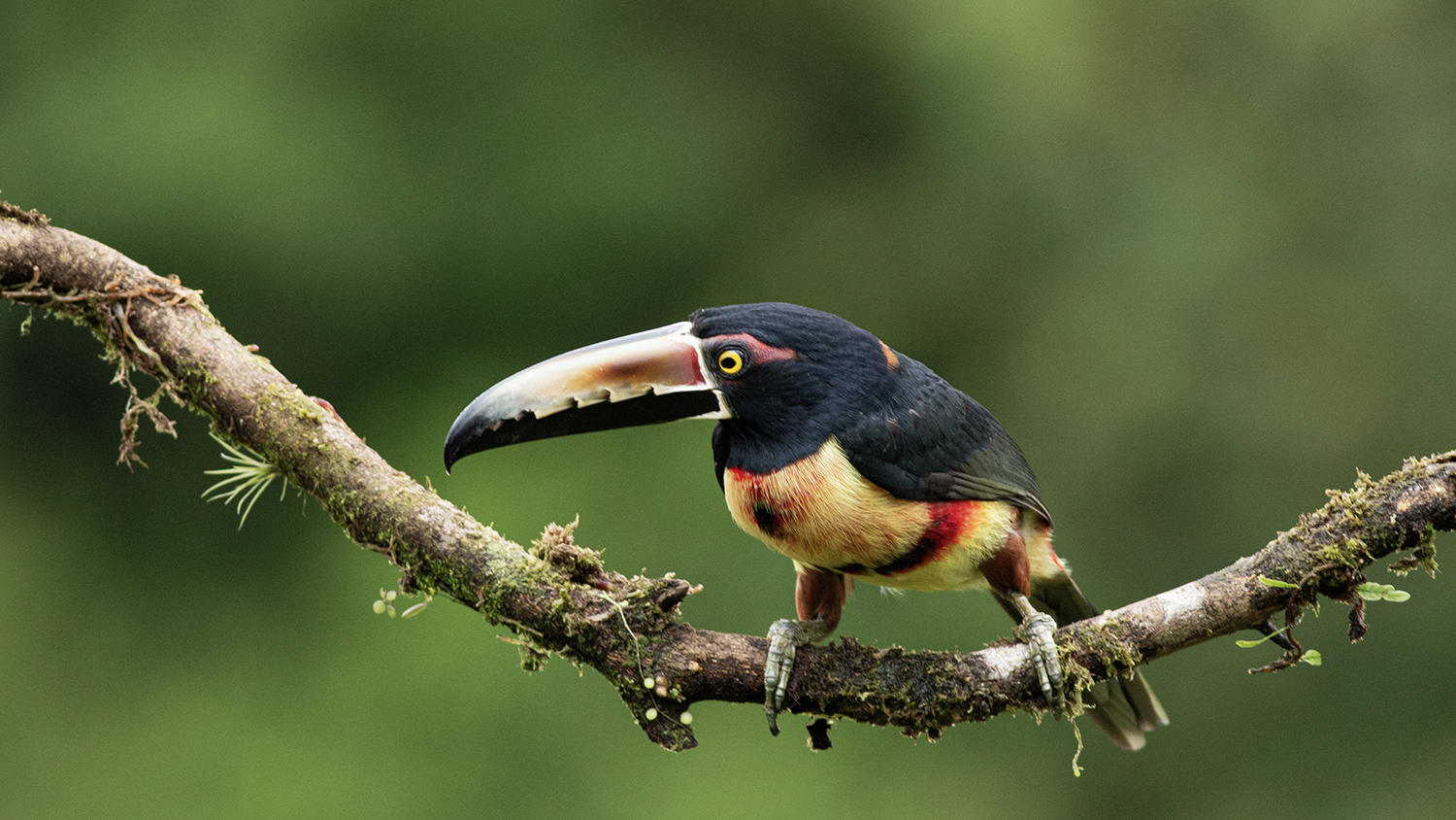 Collared Aracari